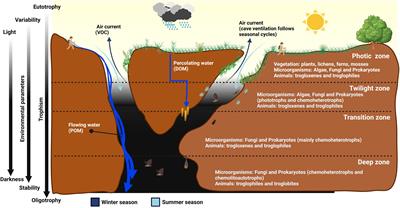 The geomicrobiology of limestone, sulfuric acid speleogenetic, and volcanic caves: basic concepts and future perspectives